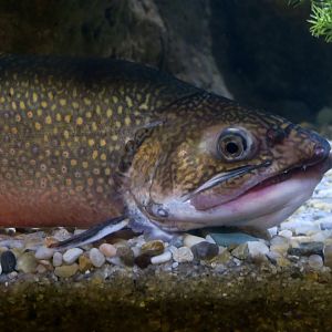 Brook Trout (Salvelinus fontinalis)