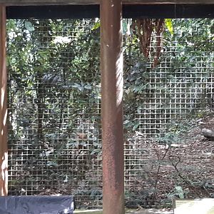 Dhole viewing area
