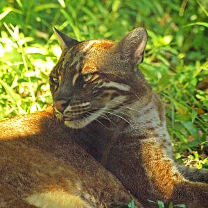 Asian Golden cat