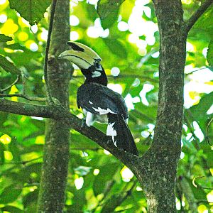 Wild Oriental Pied hornbill