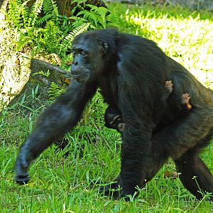 Chimpanzee with infant