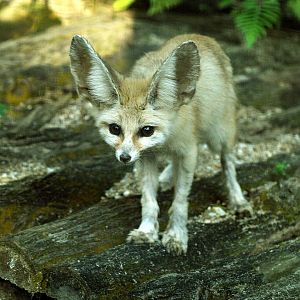 Fennec