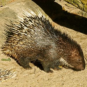 Malayan porcupine