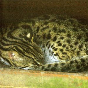 Leopard cat