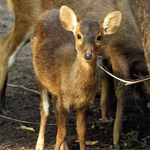 Bawean deer fawn