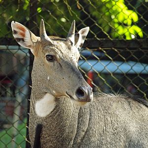Nilgai