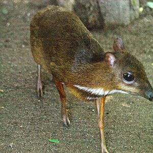 Lesser mouse deer