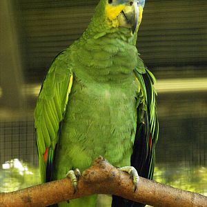 Orange-winged Amazon