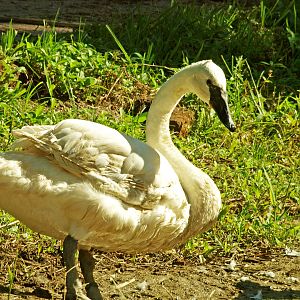 Trumpeter swan