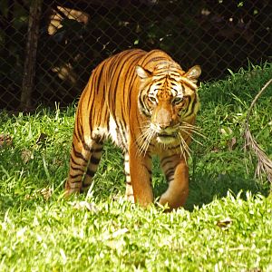 Malayan tiger