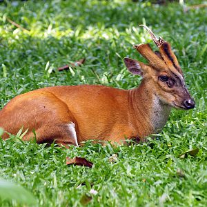 Southern red muntjac