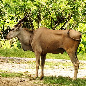 Eland