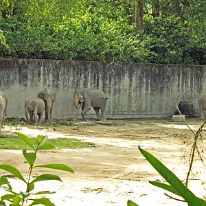Asian elephant group