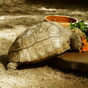 African spurred tortoise