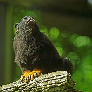 Red-handed tamarin