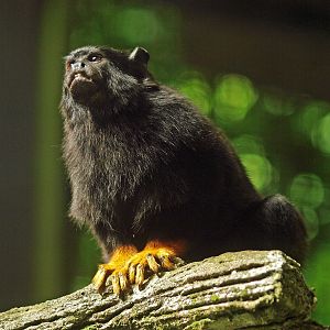 Red-handed tamarin