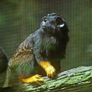 Red-handed tamarin