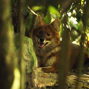 Dhole