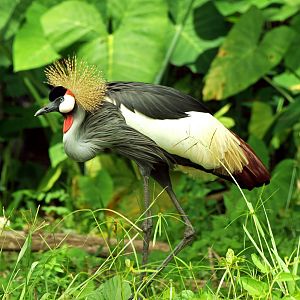 Grey Crowned crane