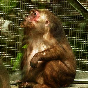 Stump-tailed macaque