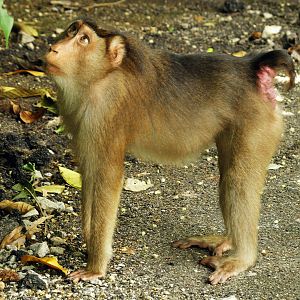 Wild pig-tailed macaque