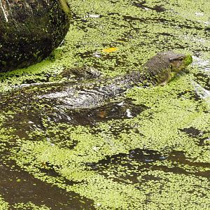Wild Asian water monitor