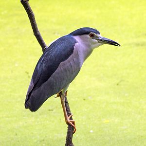 Wild black-capped night heron