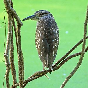 Wild black-capped night heron - juvenile