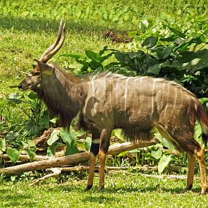 Male nyala
