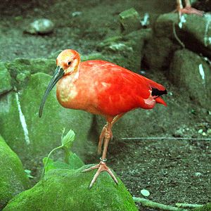 Scarlet ibis
