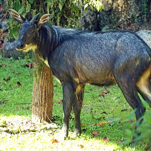 Sumatran serow
