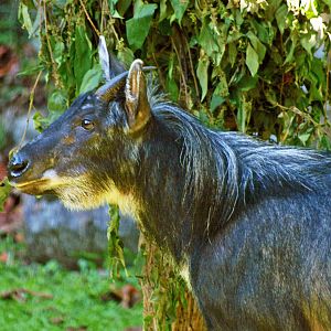Sumatran serow