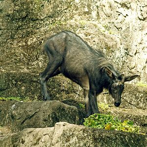 Sumatran serow