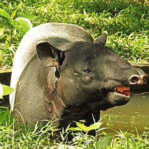 Malayan tapir