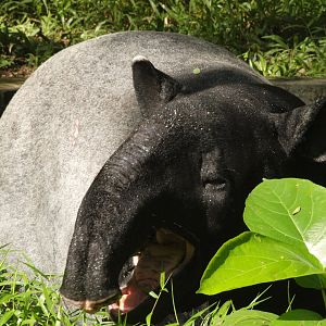 Malayan tapir
