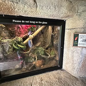 Oct. 2023 - Madagascar - Hognose Snake Terrarium
