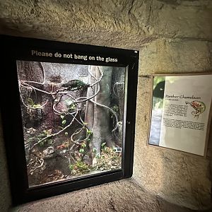 Oct. 2023 - Madagascar - Chameleon Terrarium