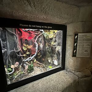 Oct. 2023 - Madagascar - Mixed Gecko Terrarium