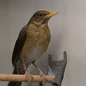 West African thrush (Turdus pelios chiguancoides)