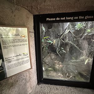 Oct. 2023 - Madagascar - Mixed Mantella Terrarium