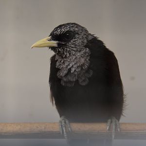 Western capuchin babbler (Turdoides atripennis atripennis)