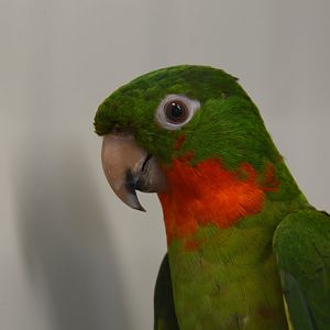 Red-throated parakeet (Psittacara rubritorquis)