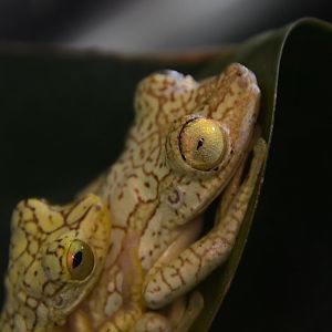 Imbabura tree frog (Boana picturata)