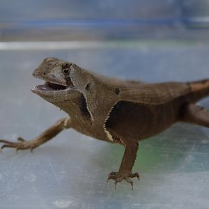Western leaf lizard (Stenocercus fimbriatus)