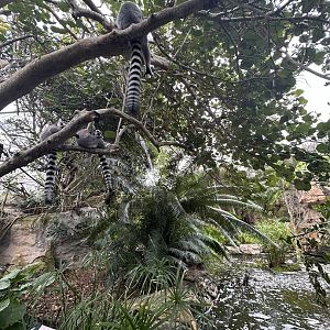 Oct. 2023 - Madagascar - Ring-Tailed Lemurs (Lemur catta)