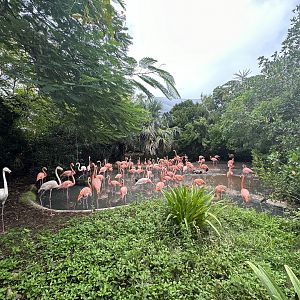 Oct. 2023 - American Flamingo Enclosure