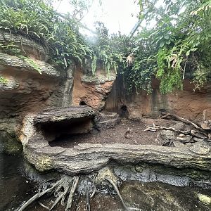 Oct. 2023 - Islands of Australasia - Small-Clawed Otter Enclosure