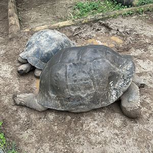 Galapagos Giant Tortoises (Chelonoidis niger)