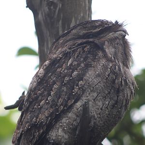 Tawny Frogmouth (Podargus strigoides)