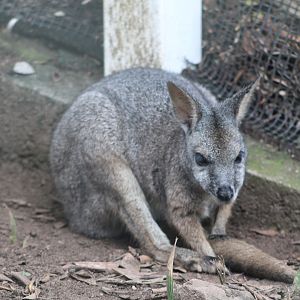 Tammar Wallaby (Notamacropus eugenii)